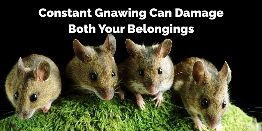 Constant Gnawing Can Damage Both Your Belongings