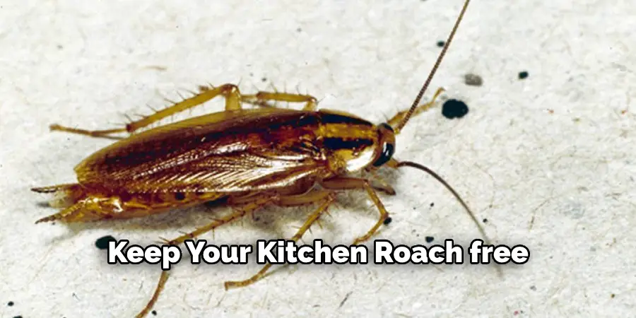 Keep Your Kitchen Roach-free