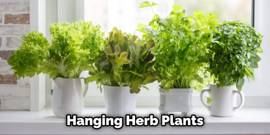 Hanging Herb Plants