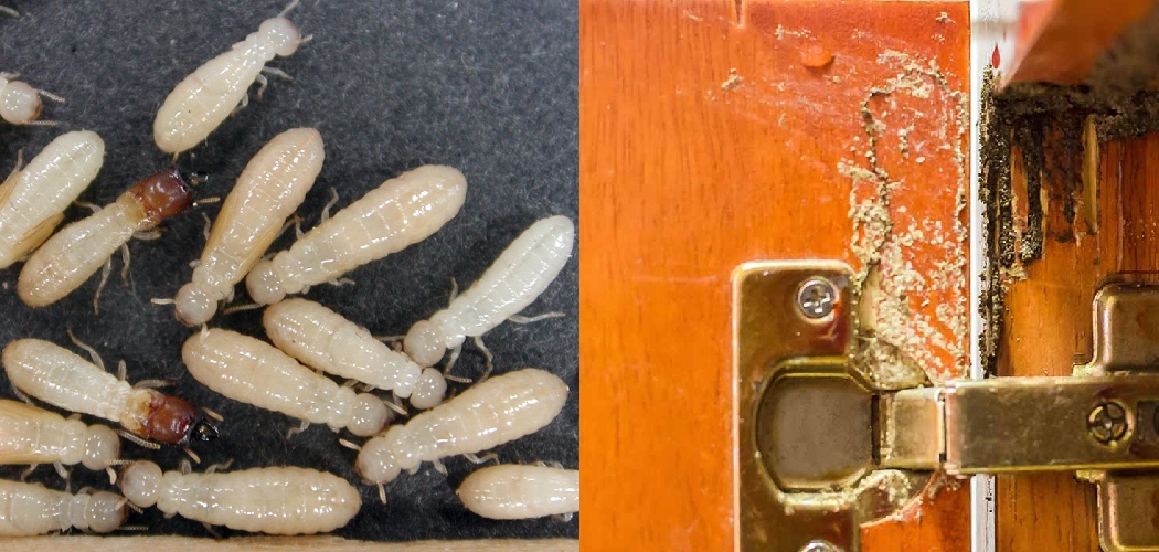 How to Get Rid of Termites in Kitchen Cabinets