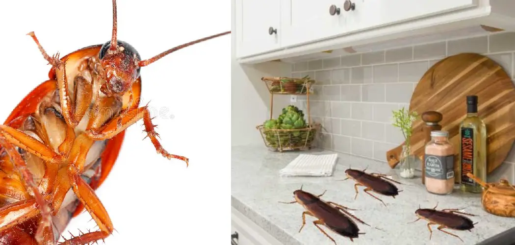 How to Prevent Pest Infestation in Kitchen