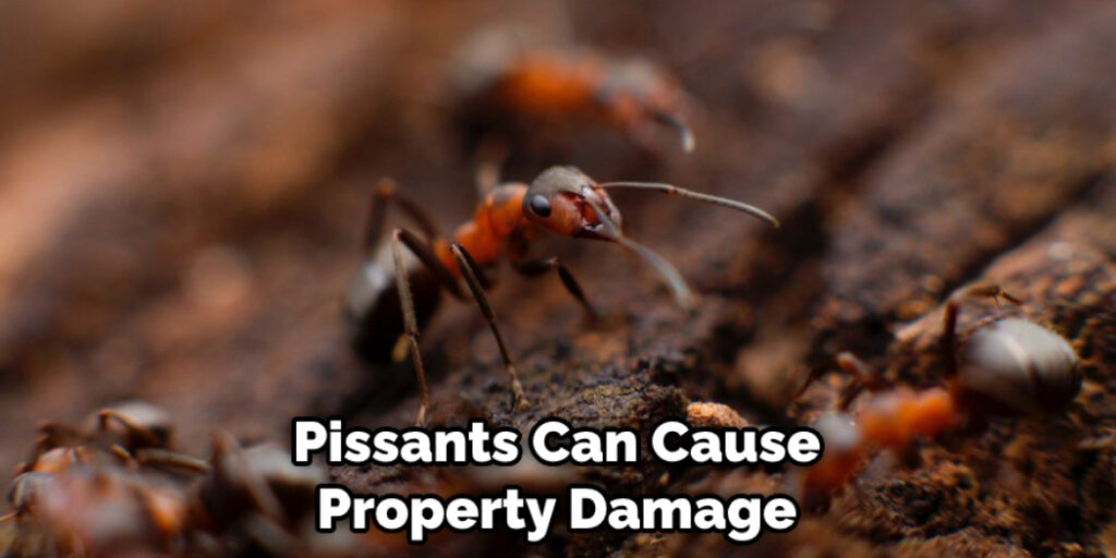 Pissants Can Cause Property Damage