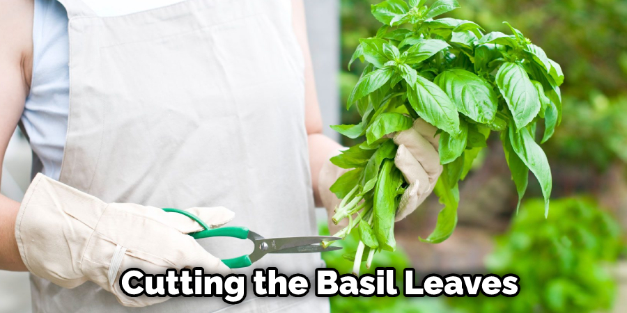 Cutting the Basil Leaves