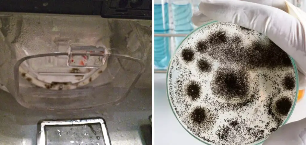 How to Clean Mold From Ice Maker