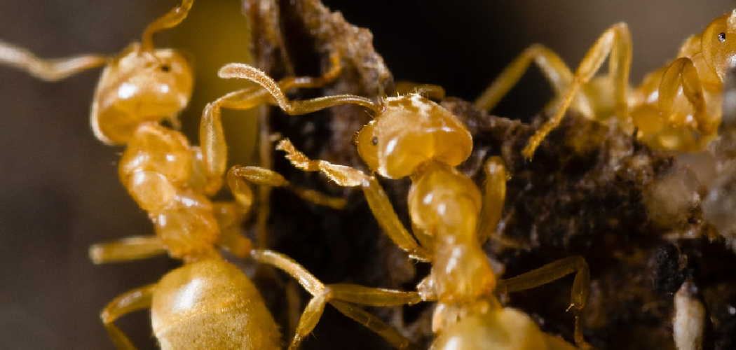 How to Get Rid of Grease Ants in the Kitchen