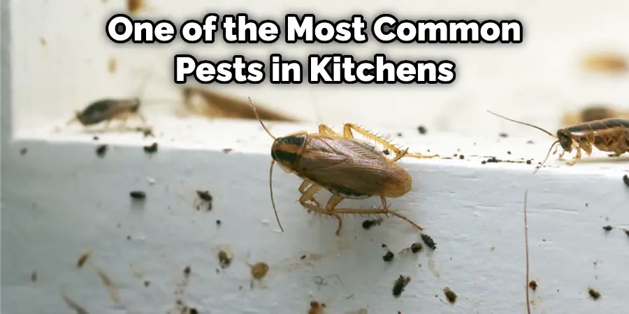 One of the Most Common Pests in Kitchens