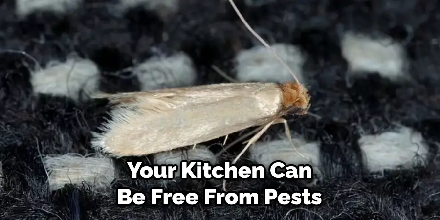 Your Kitchen Can Be Free From Pests