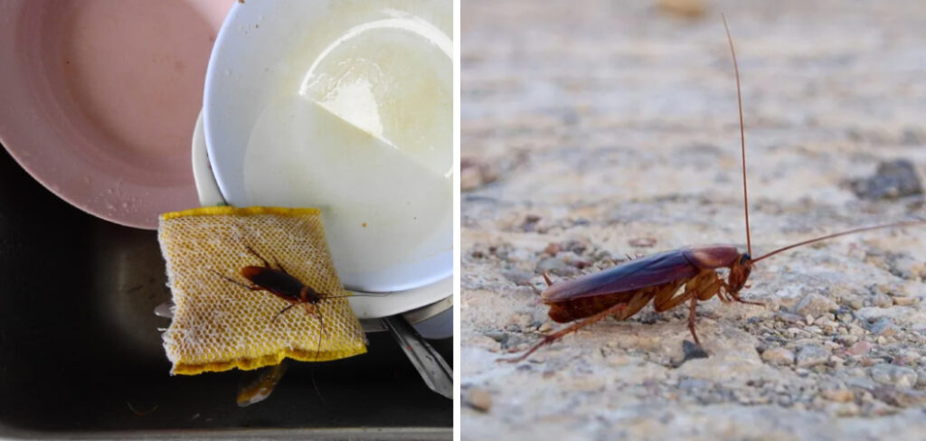 How to Get Roaches Out of Dishwasher Door