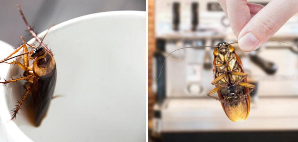 How to Keep Roaches Out of Coffee Maker