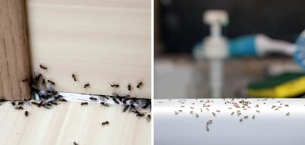 How to Get Rid of Small Ants Around Kitchen Sink