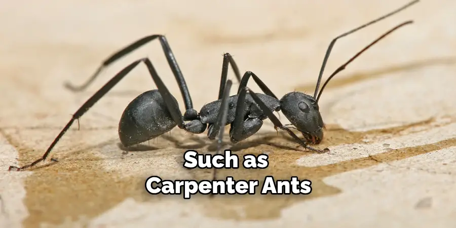 Such as Carpenter Ants