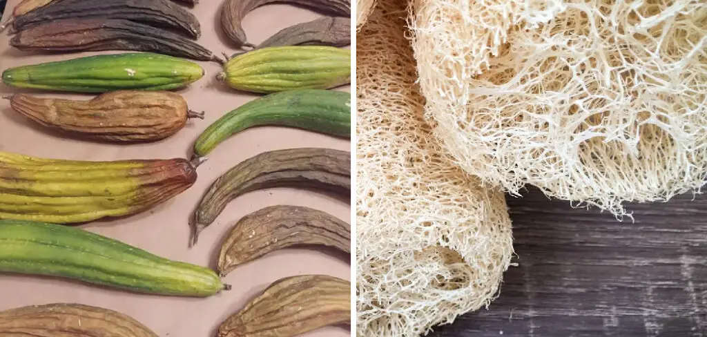 How to Dry Luffa in Oven