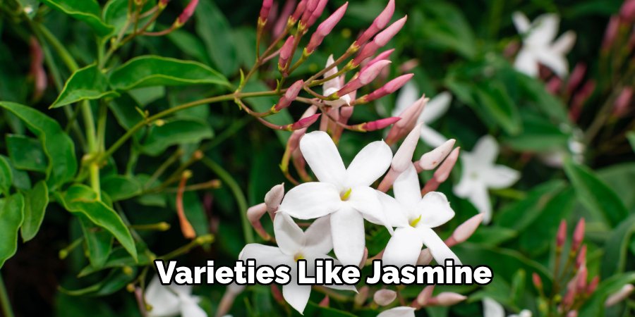 Varieties Like Jasmine