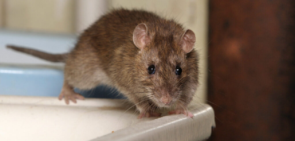 How to Get Rat Pee Smell Out of Oven