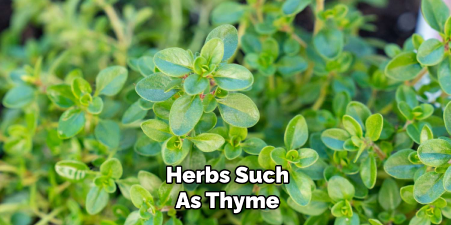 Herbs Such
As Thyme