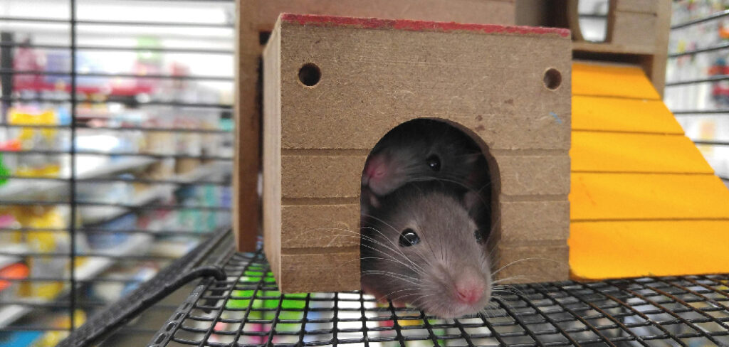 How to Disinfect Oven after Mice