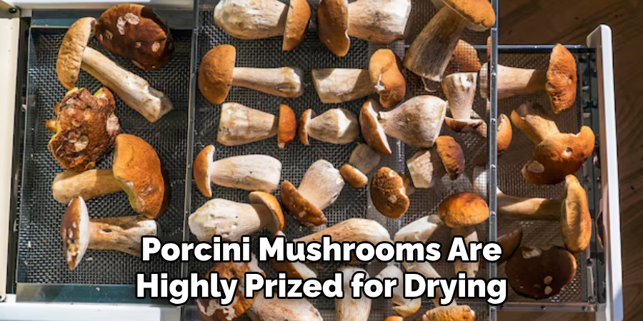 Porcini Mushrooms Are Highly Prized for Drying