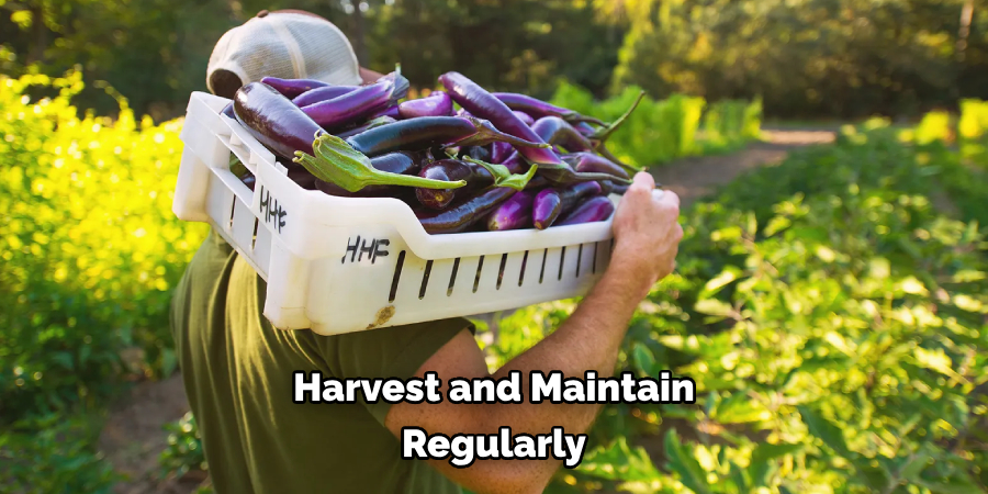 Harvest and Maintain Regularly