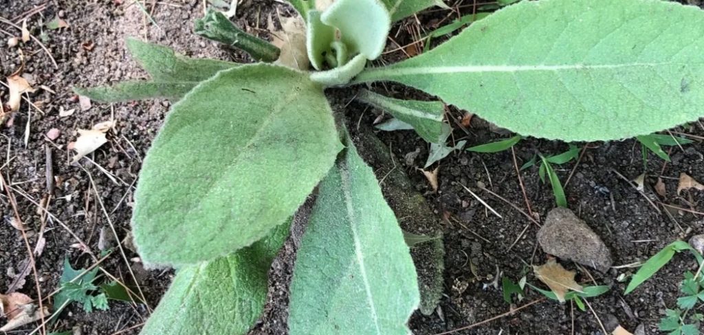 how to Store Mullein Leaves
