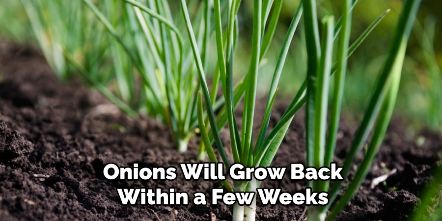 Onions Will Grow Back Within a Few Weeks