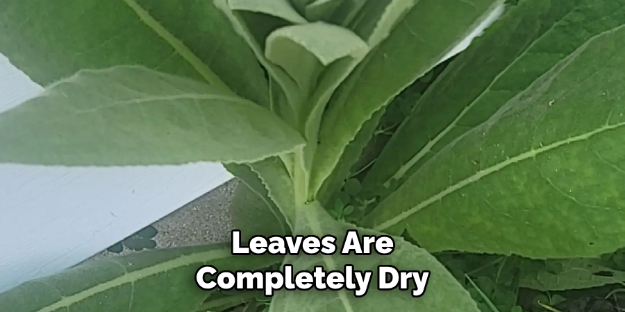Leaves Are
Completely Dry