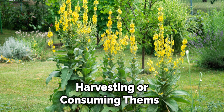 Harvesting or
Consuming Thems