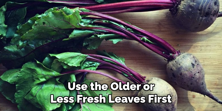 Use the Older or Less Fresh Leaves First